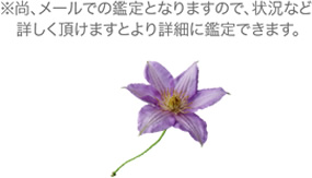 ※尚、メールでの鑑定となりますので、状況など
詳しく頂けますとより詳細に鑑定できます。